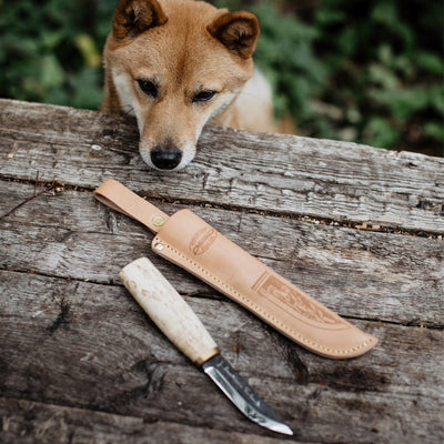 Fox like dog looking at Marttiini Arctic Carving Knife